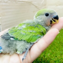 みんなをドドンっ🌟と奪い立てすよーっ💫💫💫　コザクラインコ　ノーマル