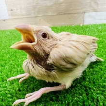 透き通った美しさ☆シナモン文鳥のヒナ〜