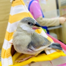 さし餌2回‼️最新画像になりますよ⭐️🖤最高にキュートな2羽が登場ですっ🖤　桜文鳥