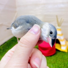さし餌2回‼️風切り羽も素敵なの〜🎵大きくなったよ！　桜文鳥