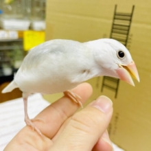 さし餌2回⭐️最新画像になりますよ⭐️ふわふわのメレンゲみたい🤍🤍🤍　白文鳥