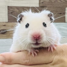 ほんのりカラー♡クリームハムスター✴︎