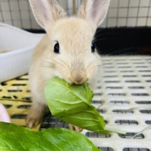 超陽キャ！ミルクティーカラー♡ネザーランドドワーフラビット！