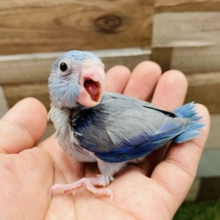 最新画像あります☆チビマメちゃんやって来ました〜💙濃いブルーがカッコいい！マメルリハインコ