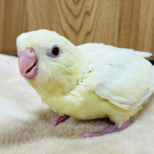 ぐいぐい系天使ちゃん♡サザナミインコ(クリームルチノー) ヒナ