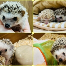 【‪☆期間延長‪☆ꉂ🦔小山店限定！！】知れば知るほどハマってく！！ハリネズミフェア🍂