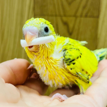 好奇心旺盛さん♪セキセイインコ(ハルクイン) ヒナ