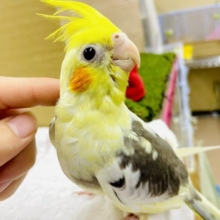 1人餌☆彡最新画像になりますよ🌟ハイパー巨大なスマイルパワーでなんでも解決✨　オカメインコ　パイド