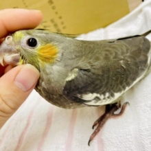 さし餌2回‼️最新画像になりますよ🌟勇気のスイッチ⭐️おーーん！　オカメインコ　ノーマル