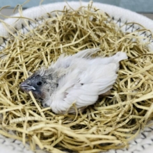 シルバーカラーが綺麗な子✨キンカチョウのシルバー！