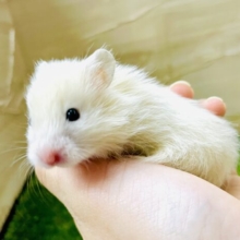 ただのキンクマちゃんじゃないんです‼️レアハムちゃんの登場ですよ！　長毛ハムスター　キンクマ　女の子