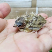 シナモンカラーの可愛い子💕キンカチョウのシナモン！！