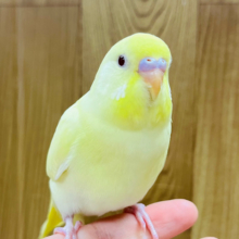 【最新画像更新🪄ひとり餌‪☆】甘々？ほろ苦？レモネード🍋セキセイインコ(クリームルチノー) ヒナ