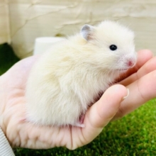 ただのキンクマちゃんではないんだよっ！ペアで登場🌟　長毛ハムスター　キンクマ　男の子