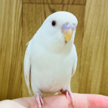 【最新画像更新🪄ひとり餌・カゴデビュー‪☆】隠れ上手な恥ずかしがり屋さん！？セキセイインコ(アルビノ) ヒナ
