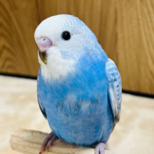 【最新画像更新🪄】晴れた日と言えば…こんなカラー？🫧セキセイインコ(スパングル) ヒナ
