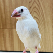 【最新画像更新🪄ひとり餌になりました‪☆】シルバーついんず🐣🐣シルバー文鳥 ヒナ