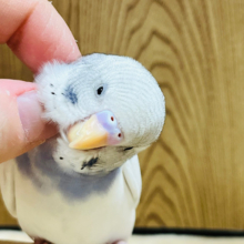 【最新画像更新🪄】ちょっぴり個性的です‪☆セキセイインコ(パイド) ヒナ