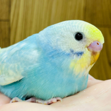 【最新画像更新🪄】クリクリおめめにくぎ付け♡セキセイインコ(パステルカラーレインボー) ヒナ