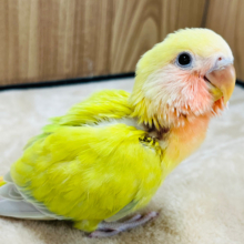 【最新画像更新🪄】お初です‪‪☆淡々カラフルカラー！コザクラインコ(オーストラリアンシナモン) ヒナ