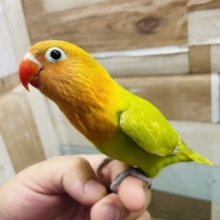 最新画像あります☆ヒナ餌卒業‼️赤いクチバシが可愛らしい綺麗なお色のコ！ヤマブキボタンインコ！