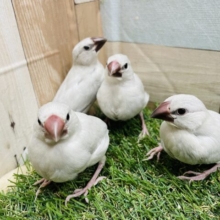 最新画像あります♪ヒナ餌卒業‼️シルバー文鳥のお世話始めませんか？本店限定⭐️シルバー文鳥フェア‼️