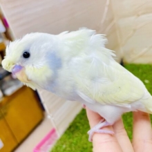 💙💛ほんわり隠れブルーをみつけてね💛💙　羽衣セキセイインコ　パステルレインボー