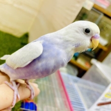 🌟レアカラー🌟一度は絶対に会いたい💙神秘的セキセイさん🌼　セキセイインコ　イエローフェイスライラック