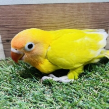 最新画像あります♪明るく太陽のように輝いています☀️ヤマブキボタンインコのイエロー❗️