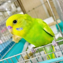 1人餌🌟最新画像になりますよ⭐️雨の日のどんより気分も晴れに変えるよ！！！！✨　セキセイインコ　スパングル