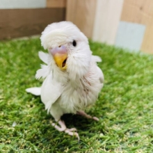 最新画像あります☆ぴょこっと跳ねた羽が愛おしい💕真っ白黒目ちゃんの羽衣セキセイインコ❗️