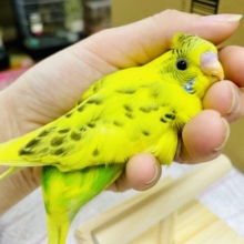 最新画像になりますよ！🟡ヒョウ柄ぽいって！！！？模様がカッコいいの🟡　セキセイインコ　ハルクイン