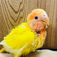 【最新画像更新🪄】真っ赤な太陽‪☆コザクラインコ(ルチノーオパーリン) ヒナ