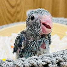 目が合う度にメロメロになっちゃう♡マメルリハ(ブルー) 男の子