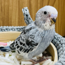 まるっこフォルムがペンギンみたい🐧セキセイインコ(オパーリン) ヒナ