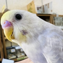 画像更新☆綺麗です❤セキセイインコ(ライラック)入荷しました❤