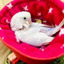 待望の！！🌟レアカラー🌟紫陽花セキセイちゃん🪻　セキセイインコ　ライラック