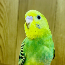 【最新画像更新🪄ひとり餌になりました！】頭のわた毛が博士みたい‪☆セキセイインコ(オパーリン) ヒナ