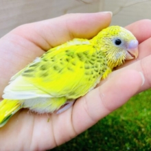 こんなにこんなにドキドキ💛個性的な模様の入り方！　セキセイインコ　ハルクイン