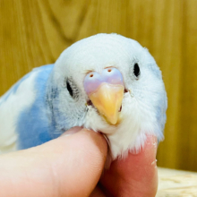 【最新画像更新🪄ひとり餌です‪☆】可愛すぎて困ってます。。。セキセイインコ(パイド) ヒナ