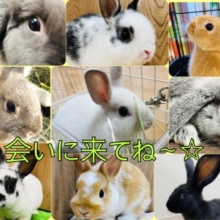 【★小山店限定★】もふもふさんに癒されませんか？☁️うさぎフェア🐰💗