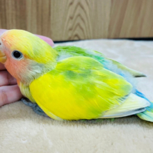 ジュワっと🫧トロピカルフルーツ🍉🍊🍋コザクラインコ(タイガーチェリー) ヒナ