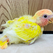 穴があったら隠れたいっ！コザクラインコ(ルチノーオパーリン) ヒナ