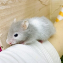 ゆるふわかわいいって僕のこと〜🩷　セーブルハムスター　バンデット　男の子
