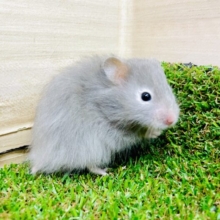 毛玉ちゃん🧶って呼ばれているよ！！　セーブルハムスター　男の子
