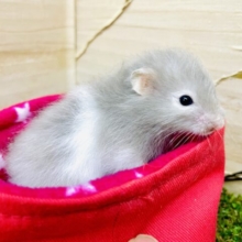 癒し系女子誕生です🌷🐹　明るい色合いのセーブルちゃん！　セーブルハムスター　バンデット　女の子