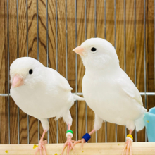【最新画像更新🪄】純白♡ちょっと早めの初雪です♡白カナリア ペア