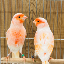 お初です♡霜降り模様がステキです♡デモフィックカナリア ペア