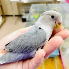 最新画像になりますよ⭐️わーい😆😆😆🙌たくさん一緒にはしゃご🎵　コザクラインコ　モーブ