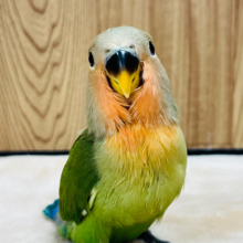 【最新画像更新🪄】おめめキラキラ✨アイドルフェイス‪☆コザクラインコ(ノーマル) ヒナ